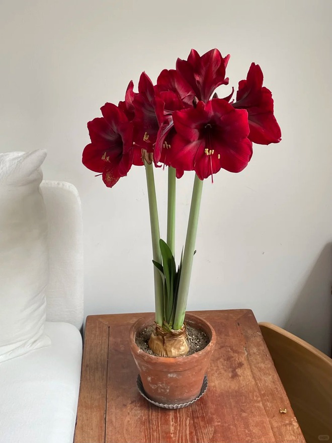 Tết n&agrave;y đừng chỉ chơi đ&agrave;o quất: Thử ngay lo&agrave;i hoa "hệ lười" kh&ocirc;ng cần tưới vẫn nở rực rỡ, t&ecirc;n gọi nghe th&ocirc;i đ&atilde; thấy tiền t&agrave;i tới tấp!- Ảnh 9.