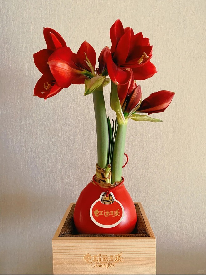 Tết n&agrave;y đừng chỉ chơi đ&agrave;o quất: Thử ngay lo&agrave;i hoa "hệ lười" kh&ocirc;ng cần tưới vẫn nở rực rỡ, t&ecirc;n gọi nghe th&ocirc;i đ&atilde; thấy tiền t&agrave;i tới tấp!- Ảnh 25.