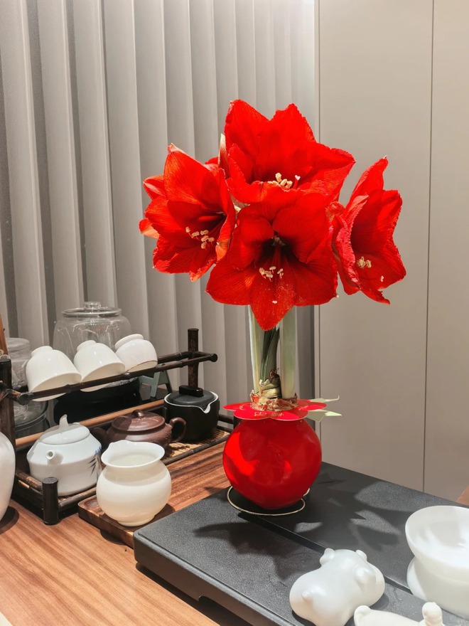 Tết n&agrave;y đừng chỉ chơi đ&agrave;o quất: Thử ngay lo&agrave;i hoa "hệ lười" kh&ocirc;ng cần tưới vẫn nở rực rỡ, t&ecirc;n gọi nghe th&ocirc;i đ&atilde; thấy tiền t&agrave;i tới tấp!- Ảnh 26.