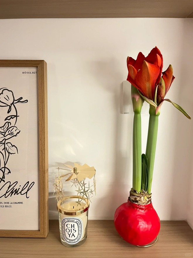 Tết n&agrave;y đừng chỉ chơi đ&agrave;o quất: Thử ngay lo&agrave;i hoa "hệ lười" kh&ocirc;ng cần tưới vẫn nở rực rỡ, t&ecirc;n gọi nghe th&ocirc;i đ&atilde; thấy tiền t&agrave;i tới tấp!- Ảnh 19.