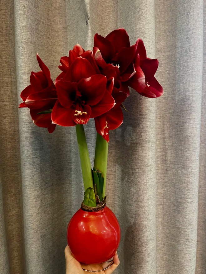 Tết n&agrave;y đừng chỉ chơi đ&agrave;o quất: Thử ngay lo&agrave;i hoa "hệ lười" kh&ocirc;ng cần tưới vẫn nở rực rỡ, t&ecirc;n gọi nghe th&ocirc;i đ&atilde; thấy tiền t&agrave;i tới tấp!- Ảnh 30.