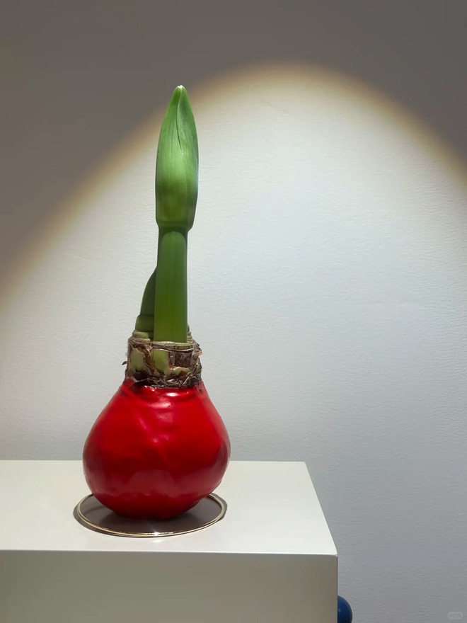 Tết n&agrave;y đừng chỉ chơi đ&agrave;o quất: Thử ngay lo&agrave;i hoa "hệ lười" kh&ocirc;ng cần tưới vẫn nở rực rỡ, t&ecirc;n gọi nghe th&ocirc;i đ&atilde; thấy tiền t&agrave;i tới tấp!- Ảnh 24.