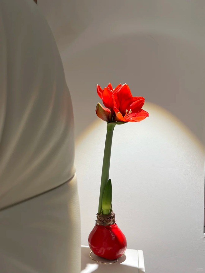 Tết n&agrave;y đừng chỉ chơi đ&agrave;o quất: Thử ngay lo&agrave;i hoa "hệ lười" kh&ocirc;ng cần tưới vẫn nở rực rỡ, t&ecirc;n gọi nghe th&ocirc;i đ&atilde; thấy tiền t&agrave;i tới tấp!- Ảnh 32.