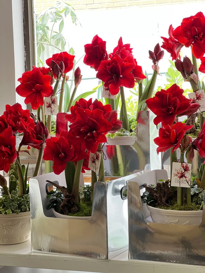 Tết n&agrave;y đừng chỉ chơi đ&agrave;o quất: Thử ngay lo&agrave;i hoa "hệ lười" kh&ocirc;ng cần tưới vẫn nở rực rỡ, t&ecirc;n gọi nghe th&ocirc;i đ&atilde; thấy tiền t&agrave;i tới tấp!- Ảnh 36.