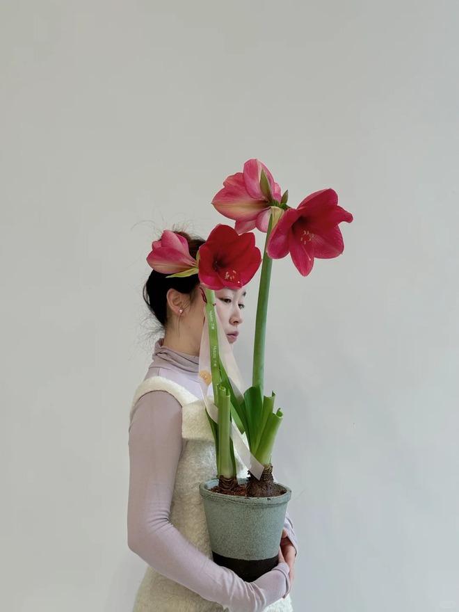 Tết n&agrave;y đừng chỉ chơi đ&agrave;o quất: Thử ngay lo&agrave;i hoa "hệ lười" kh&ocirc;ng cần tưới vẫn nở rực rỡ, t&ecirc;n gọi nghe th&ocirc;i đ&atilde; thấy tiền t&agrave;i tới tấp!- Ảnh 4.