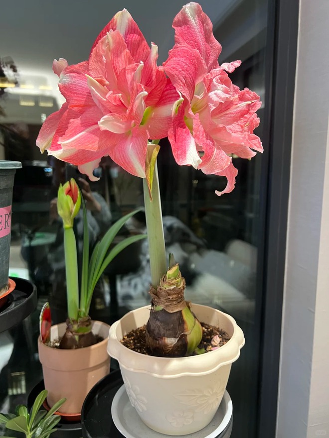 Tết n&agrave;y đừng chỉ chơi đ&agrave;o quất: Thử ngay lo&agrave;i hoa "hệ lười" kh&ocirc;ng cần tưới vẫn nở rực rỡ, t&ecirc;n gọi nghe th&ocirc;i đ&atilde; thấy tiền t&agrave;i tới tấp!- Ảnh 37.