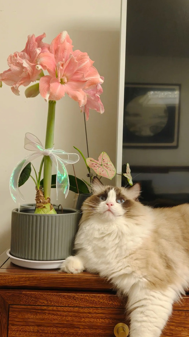 Tết n&agrave;y đừng chỉ chơi đ&agrave;o quất: Thử ngay lo&agrave;i hoa "hệ lười" kh&ocirc;ng cần tưới vẫn nở rực rỡ, t&ecirc;n gọi nghe th&ocirc;i đ&atilde; thấy tiền t&agrave;i tới tấp!- Ảnh 39.