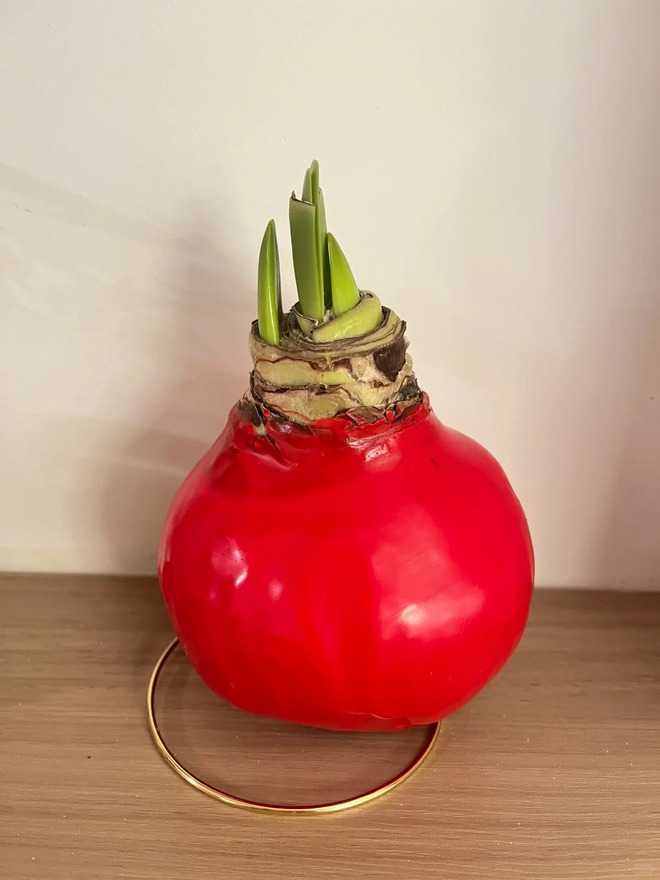 Tết n&agrave;y đừng chỉ chơi đ&agrave;o quất: Thử ngay lo&agrave;i hoa "hệ lười" kh&ocirc;ng cần tưới vẫn nở rực rỡ, t&ecirc;n gọi nghe th&ocirc;i đ&atilde; thấy tiền t&agrave;i tới tấp!- Ảnh 22.