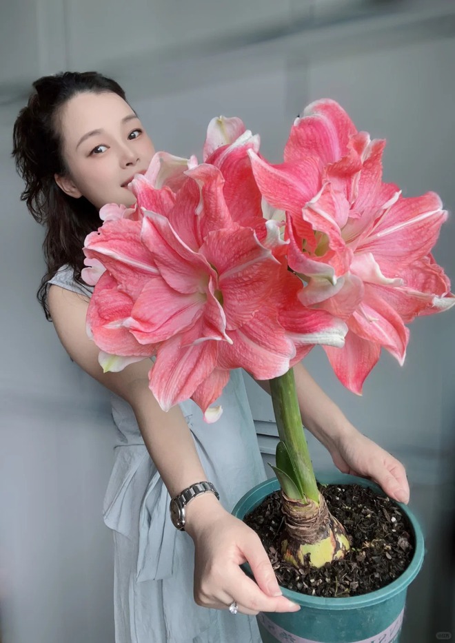 Tết n&agrave;y đừng chỉ chơi đ&agrave;o quất: Thử ngay lo&agrave;i hoa "hệ lười" kh&ocirc;ng cần tưới vẫn nở rực rỡ, t&ecirc;n gọi nghe th&ocirc;i đ&atilde; thấy tiền t&agrave;i tới tấp!- Ảnh 1.