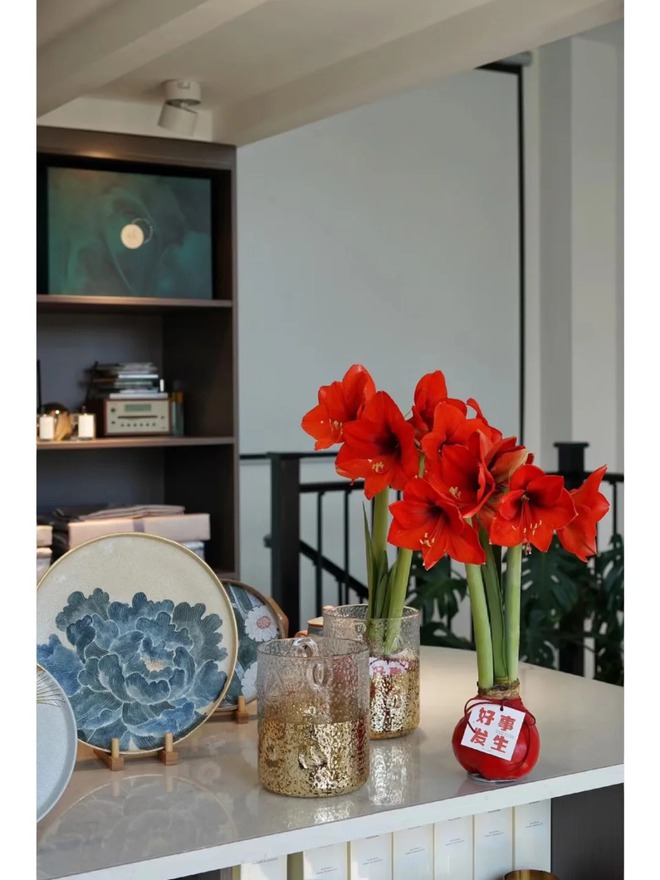 Tết n&agrave;y đừng chỉ chơi đ&agrave;o quất: Thử ngay lo&agrave;i hoa "hệ lười" kh&ocirc;ng cần tưới vẫn nở rực rỡ, t&ecirc;n gọi nghe th&ocirc;i đ&atilde; thấy tiền t&agrave;i tới tấp!- Ảnh 13.