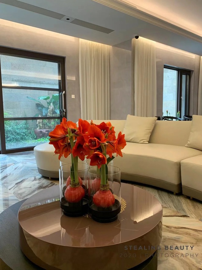 Tết n&agrave;y đừng chỉ chơi đ&agrave;o quất: Thử ngay lo&agrave;i hoa "hệ lười" kh&ocirc;ng cần tưới vẫn nở rực rỡ, t&ecirc;n gọi nghe th&ocirc;i đ&atilde; thấy tiền t&agrave;i tới tấp!- Ảnh 14.