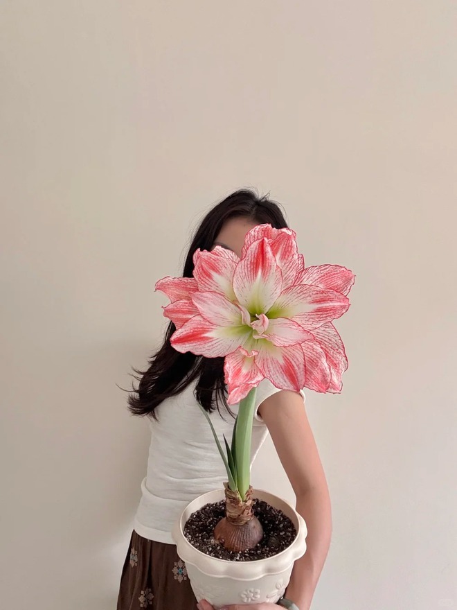 Tết n&agrave;y đừng chỉ chơi đ&agrave;o quất: Thử ngay lo&agrave;i hoa "hệ lười" kh&ocirc;ng cần tưới vẫn nở rực rỡ, t&ecirc;n gọi nghe th&ocirc;i đ&atilde; thấy tiền t&agrave;i tới tấp!- Ảnh 2.