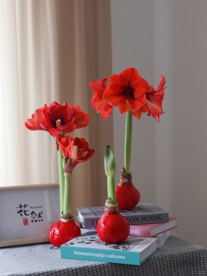 Tết n&agrave;y đừng chỉ chơi đ&agrave;o quất: Thử ngay lo&agrave;i hoa "hệ lười" kh&ocirc;ng cần tưới vẫn nở rực rỡ, t&ecirc;n gọi nghe th&ocirc;i đ&atilde; thấy tiền t&agrave;i tới tấp!- Ảnh 15.