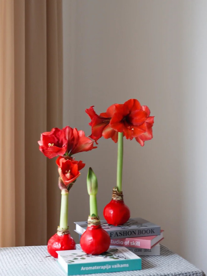 Tết n&agrave;y đừng chỉ chơi đ&agrave;o quất: Thử ngay lo&agrave;i hoa "hệ lười" kh&ocirc;ng cần tưới vẫn nở rực rỡ, t&ecirc;n gọi nghe th&ocirc;i đ&atilde; thấy tiền t&agrave;i tới tấp!- Ảnh 16.