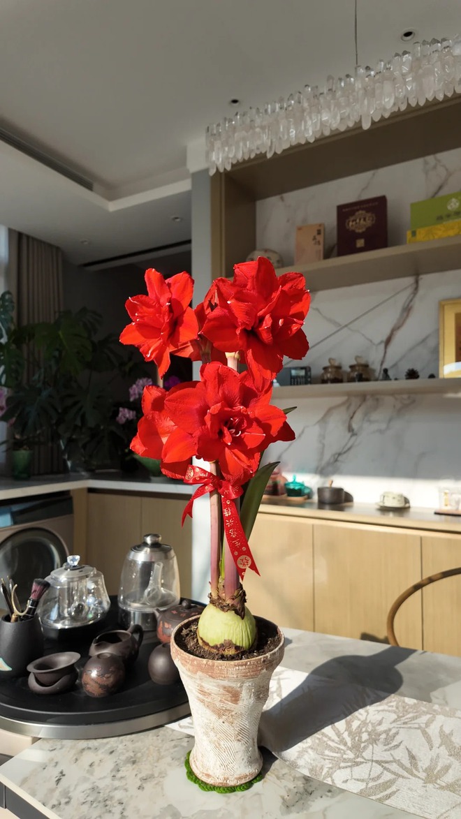 Tết n&agrave;y đừng chỉ chơi đ&agrave;o quất: Thử ngay lo&agrave;i hoa "hệ lười" kh&ocirc;ng cần tưới vẫn nở rực rỡ, t&ecirc;n gọi nghe th&ocirc;i đ&atilde; thấy tiền t&agrave;i tới tấp!- Ảnh 18.