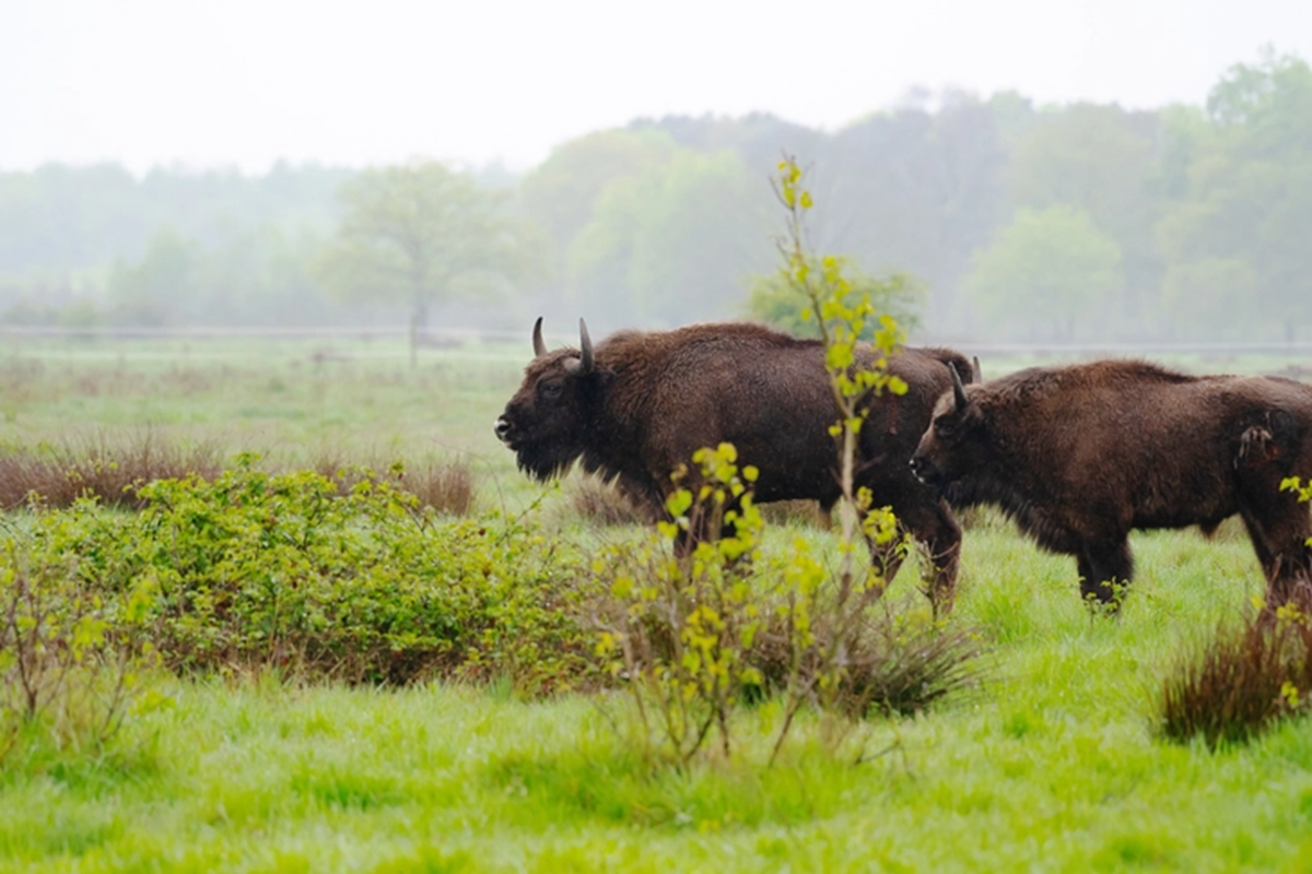 Lo&agrave;i vật qu&yacute; hiếm bậc nhất h&agrave;nh tinh, tưởng tuyệt chủng bất ngờ "t&aacute;i xuất" ở nơi v&ocirc; c&ugrave;ng đặc biệt- Ảnh 2.