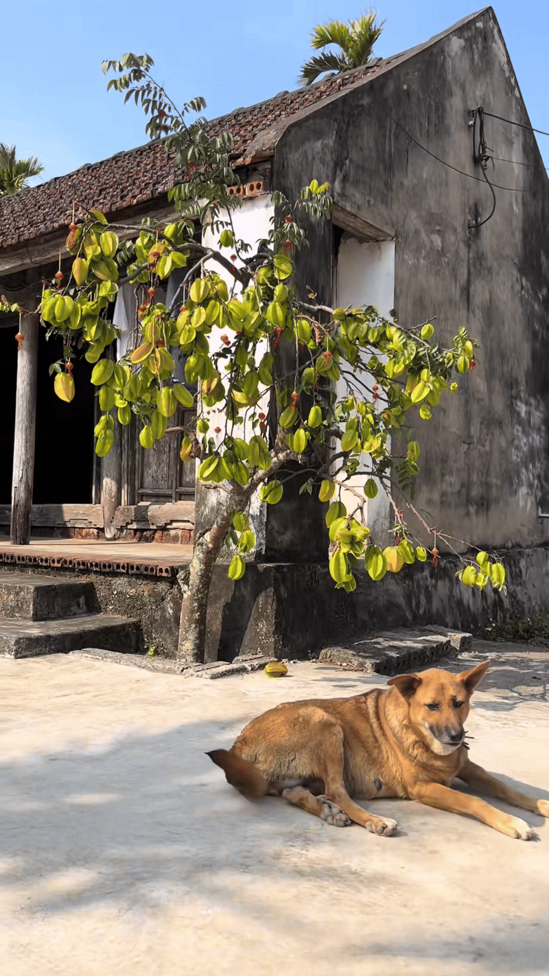 C&acirc;y khế viral TikTok với 3 triệu views, trả 15 triệu chủ nh&agrave; ki&ecirc;n quyết: Kh&ocirc;ng b&aacute;n- Ảnh 3.