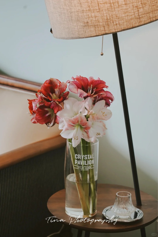 Tết n&agrave;y đừng chỉ chơi đ&agrave;o quất: Thử ngay lo&agrave;i hoa "hệ lười" kh&ocirc;ng cần tưới vẫn nở rực rỡ, t&ecirc;n gọi nghe th&ocirc;i đ&atilde; thấy tiền t&agrave;i tới tấp!- Ảnh 40.