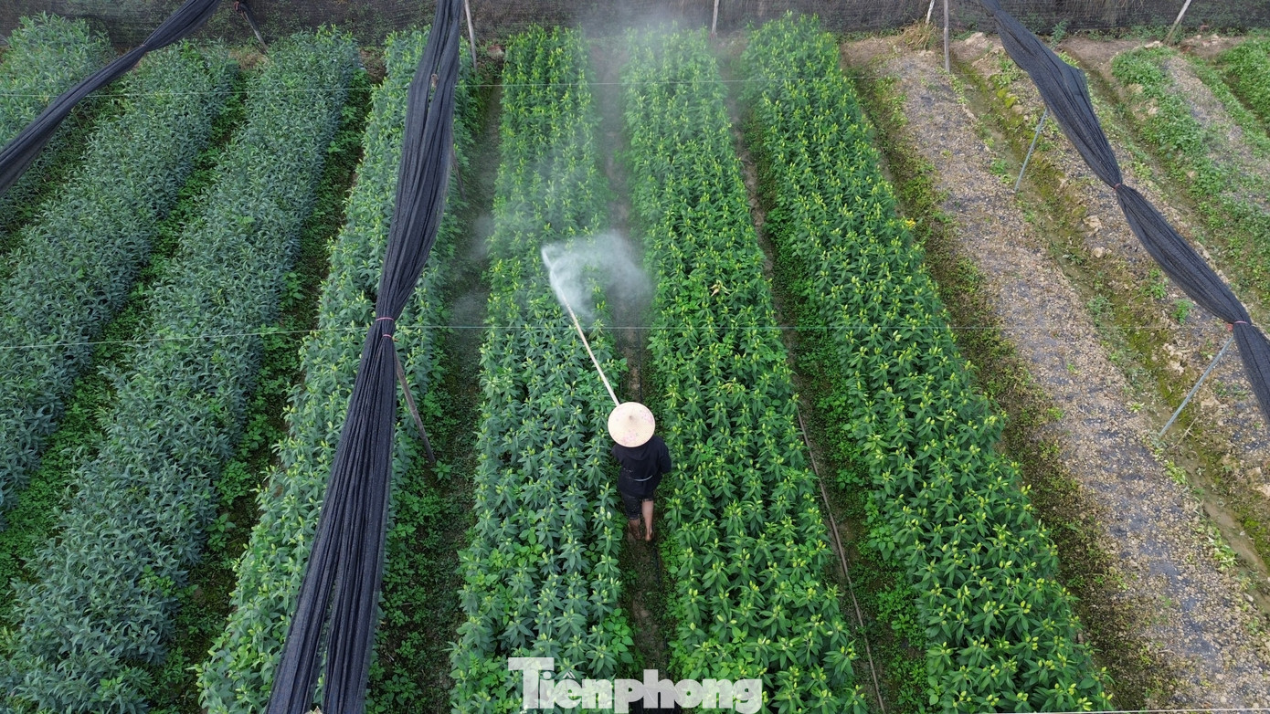 Cận Tết B&iacute;nh Ngọ, nh&agrave; vườn H&agrave; Nội 'n&iacute;n thở' chờ hoa nở đ&uacute;ng dịp- Ảnh 16.