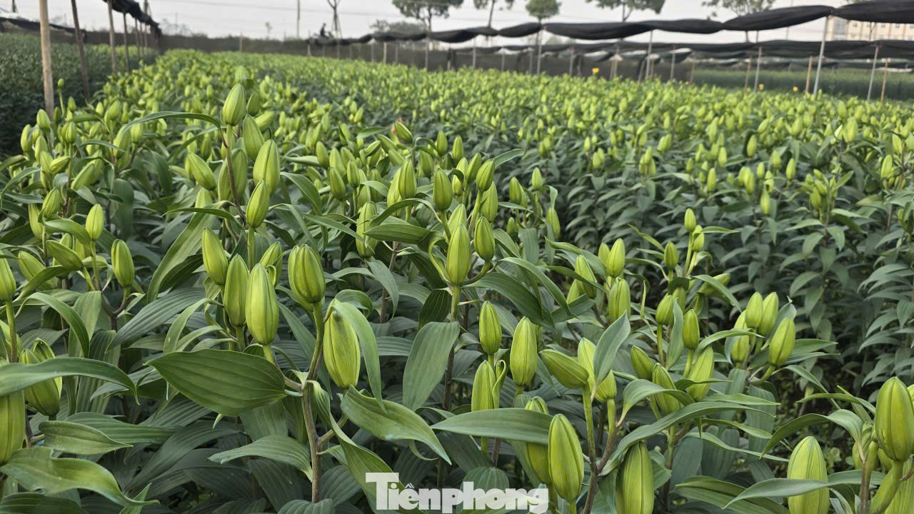 Cận Tết B&iacute;nh Ngọ, nh&agrave; vườn H&agrave; Nội 'n&iacute;n thở' chờ hoa nở đ&uacute;ng dịp- Ảnh 1.