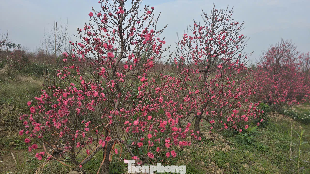 Cận Tết B&iacute;nh Ngọ, nh&agrave; vườn H&agrave; Nội 'n&iacute;n thở' chờ hoa nở đ&uacute;ng dịp- Ảnh 9.