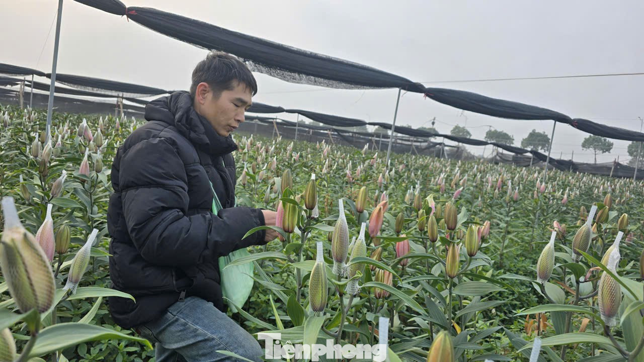 Cận Tết B&iacute;nh Ngọ, nh&agrave; vườn H&agrave; Nội 'n&iacute;n thở' chờ hoa nở đ&uacute;ng dịp- Ảnh 4.