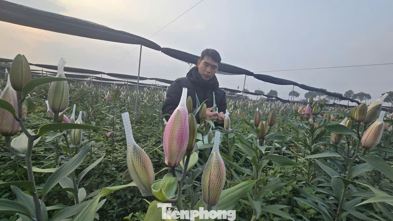 Cận Tết B&iacute;nh Ngọ, nh&agrave; vườn H&agrave; Nội 'n&iacute;n thở' chờ hoa nở đ&uacute;ng dịp- Ảnh 5.