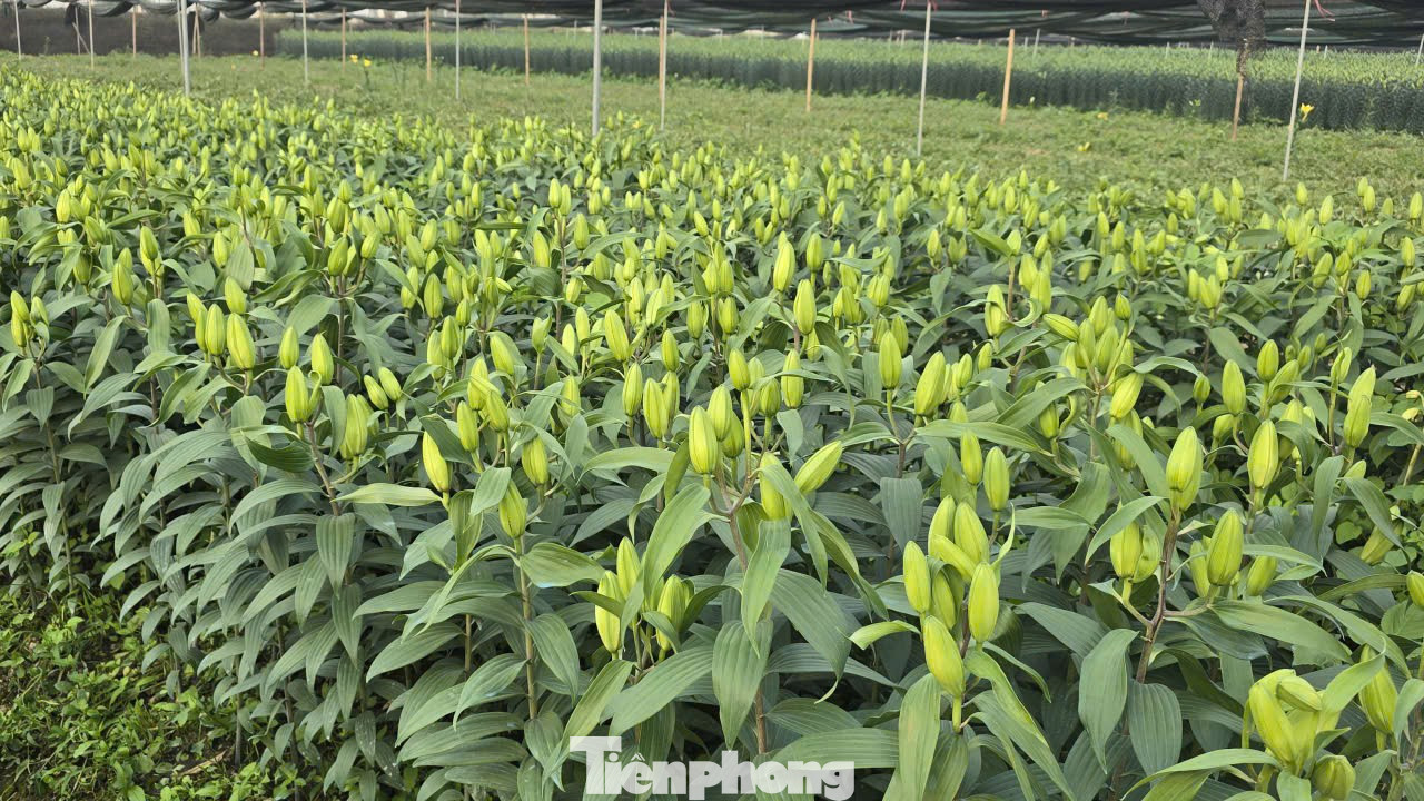 Cận Tết B&iacute;nh Ngọ, nh&agrave; vườn H&agrave; Nội 'n&iacute;n thở' chờ hoa nở đ&uacute;ng dịp- Ảnh 3.