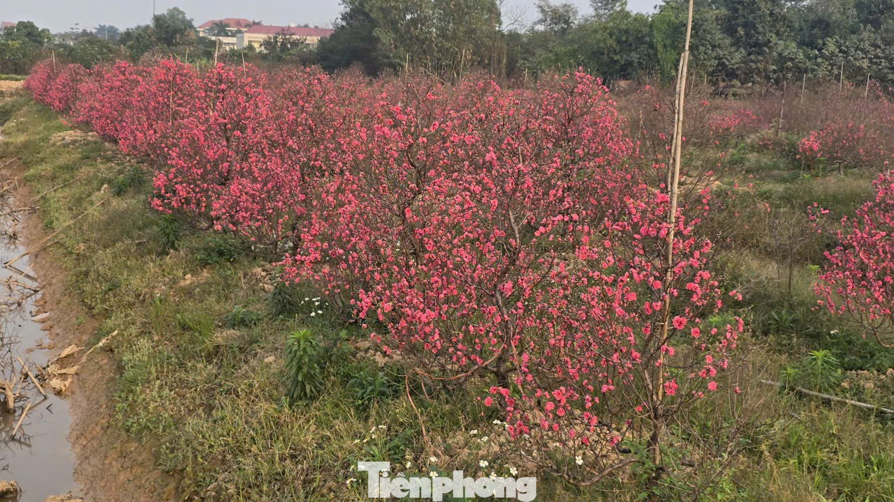 Cận Tết B&iacute;nh Ngọ, nh&agrave; vườn H&agrave; Nội 'n&iacute;n thở' chờ hoa nở đ&uacute;ng dịp- Ảnh 8.