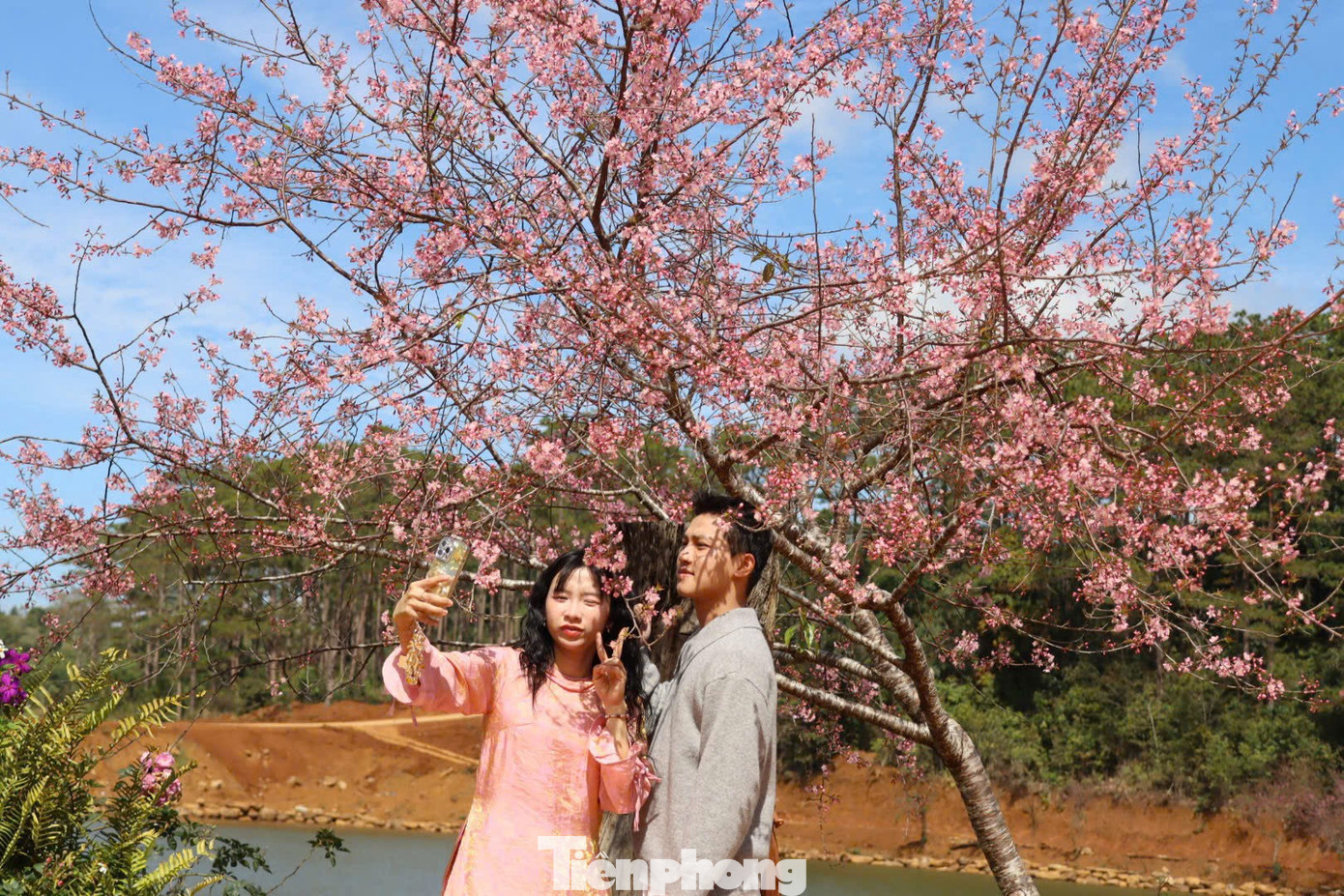 Hoa anh đ&agrave;o 'nhuộm hồng' Măng Đen- Ảnh 10.