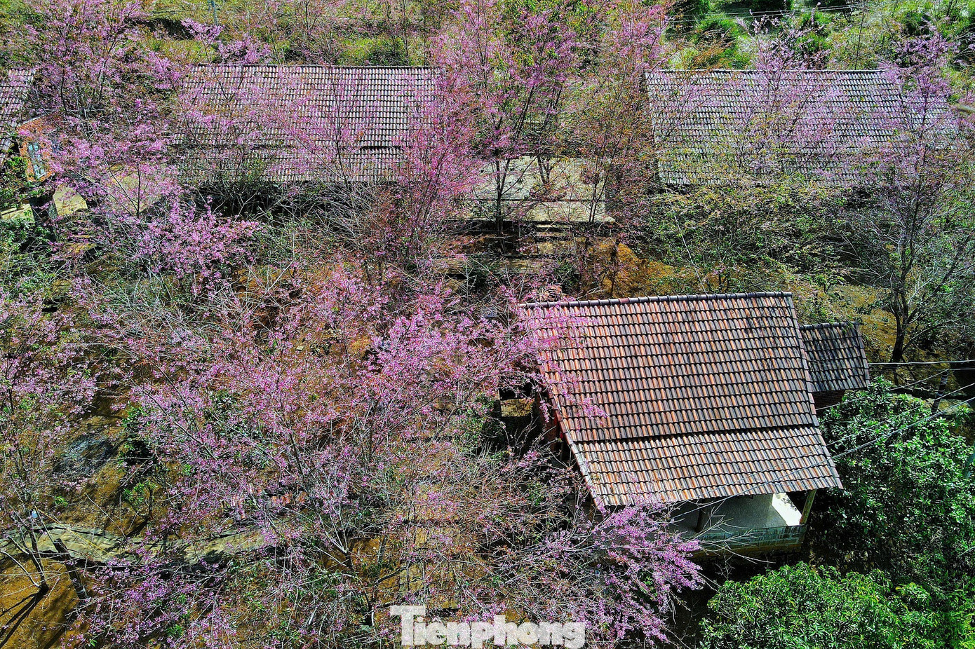 Hoa anh đ&agrave;o 'nhuộm hồng' Măng Đen- Ảnh 7.