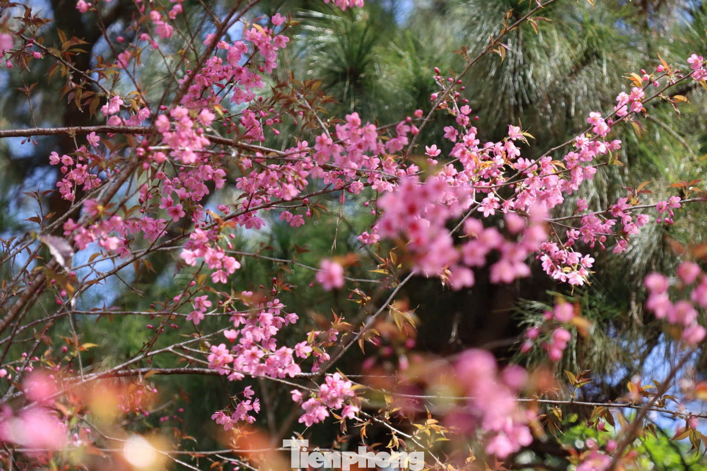 Hoa anh đ&agrave;o 'nhuộm hồng' Măng Đen- Ảnh 11.