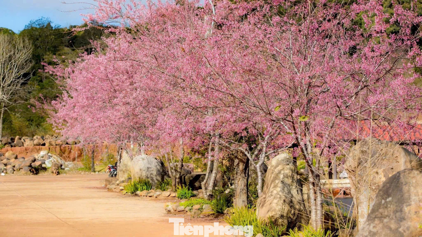 Hoa anh đ&agrave;o 'nhuộm hồng' Măng Đen- Ảnh 3.