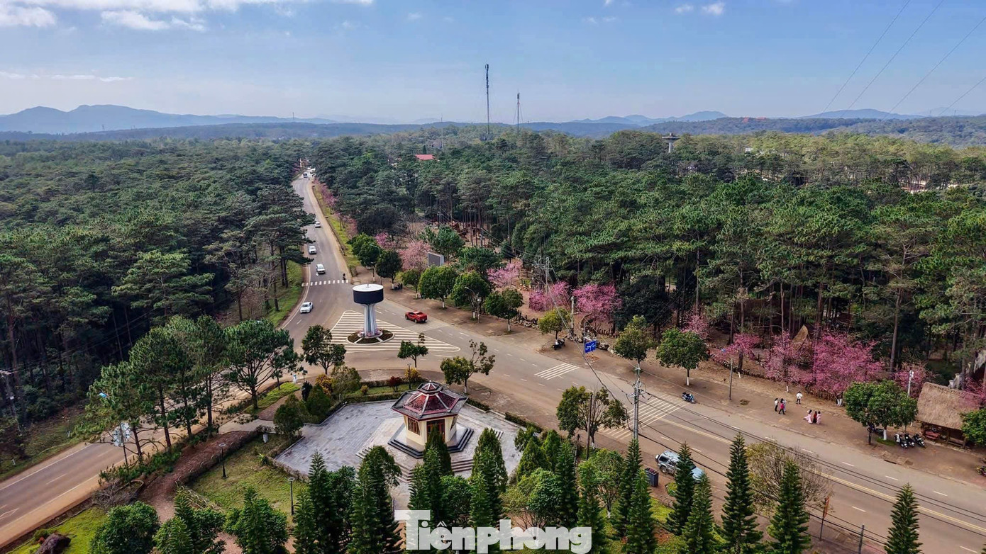 Hoa anh đ&agrave;o 'nhuộm hồng' Măng Đen- Ảnh 2.