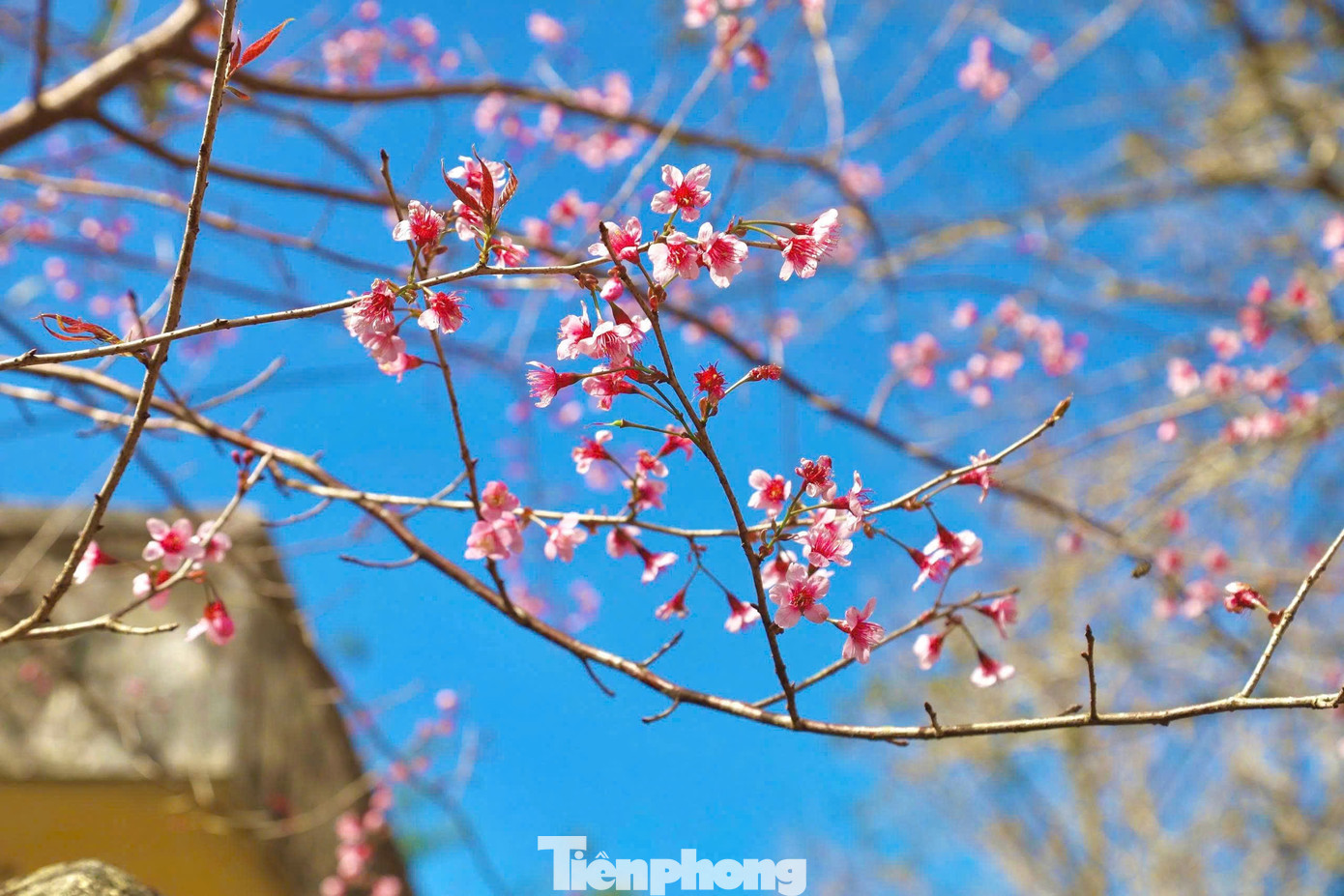 Hoa anh đ&agrave;o 'nhuộm hồng' Măng Đen- Ảnh 12.