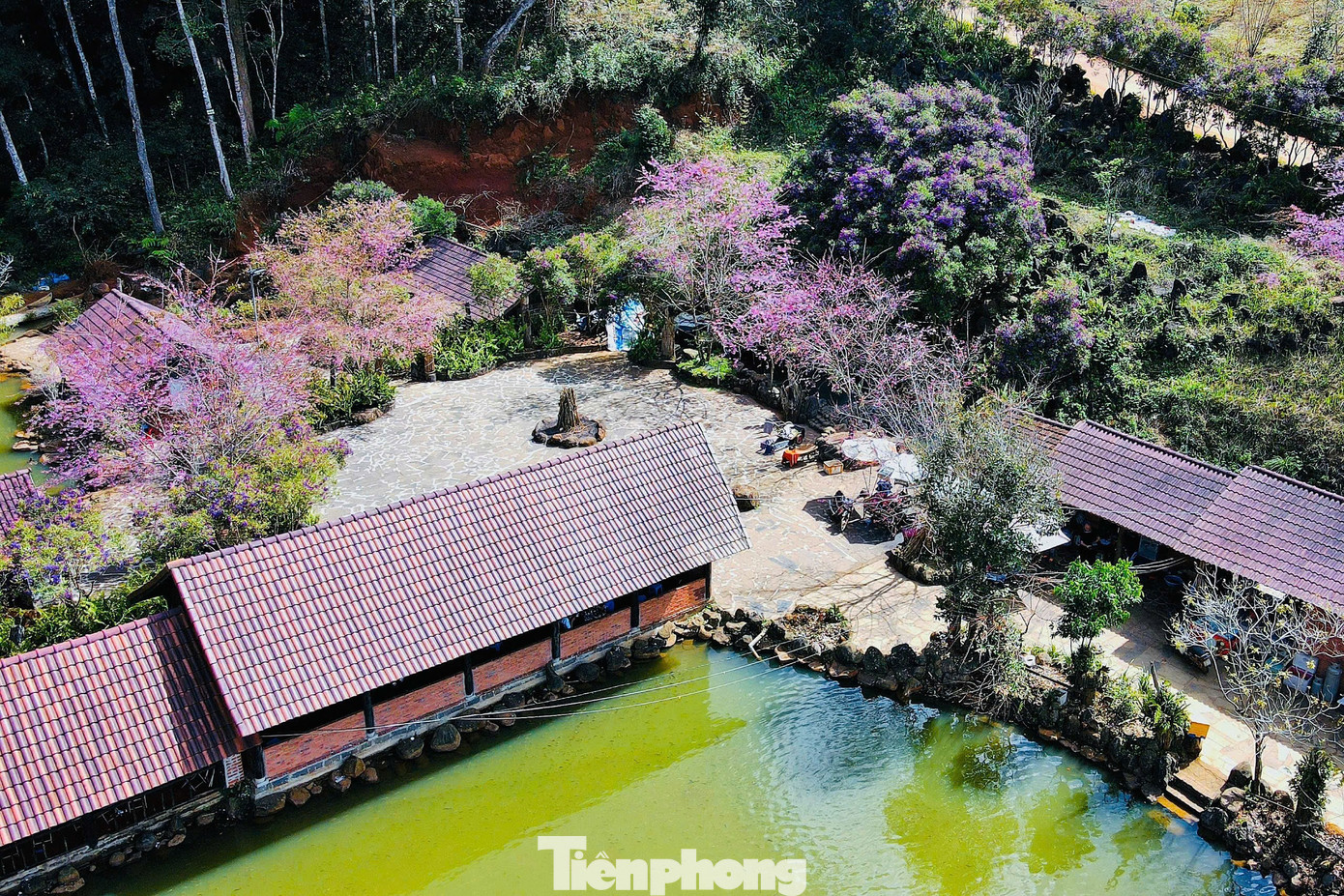 Hoa anh đ&agrave;o 'nhuộm hồng' Măng Đen- Ảnh 4.