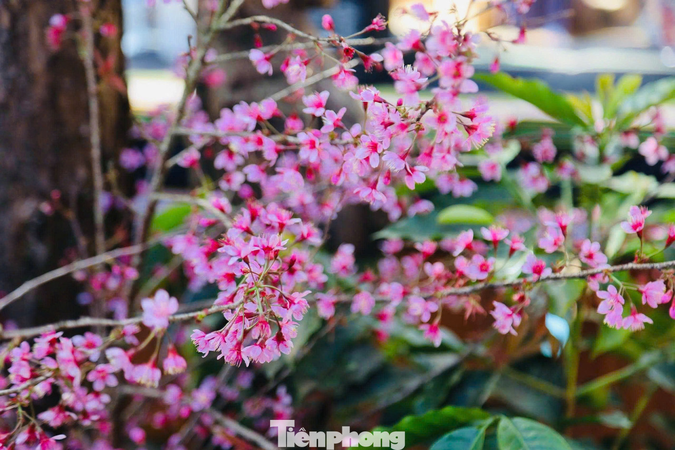Hoa anh đ&agrave;o 'nhuộm hồng' Măng Đen- Ảnh 13.