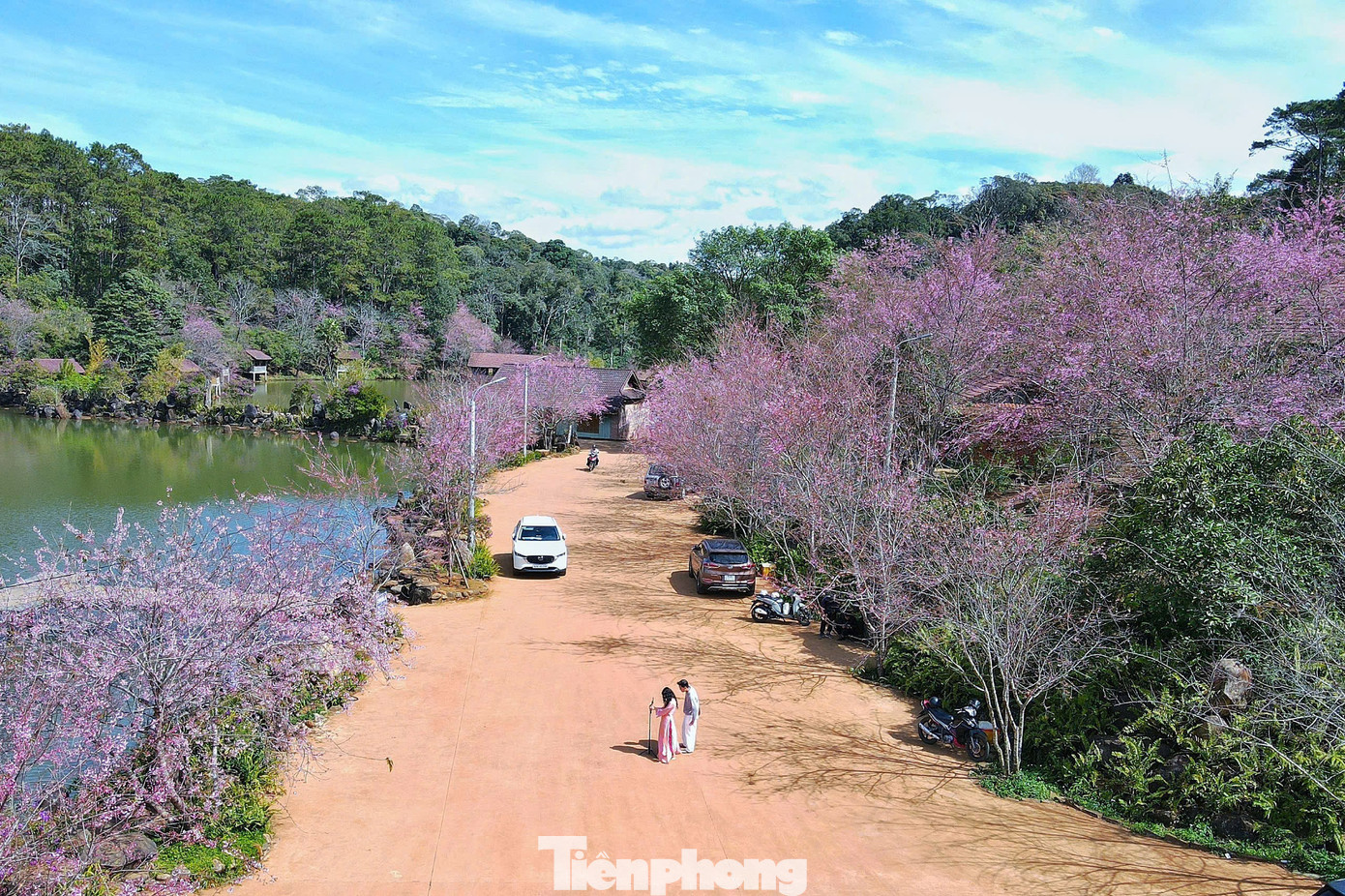 Hoa anh đ&agrave;o 'nhuộm hồng' Măng Đen- Ảnh 1.