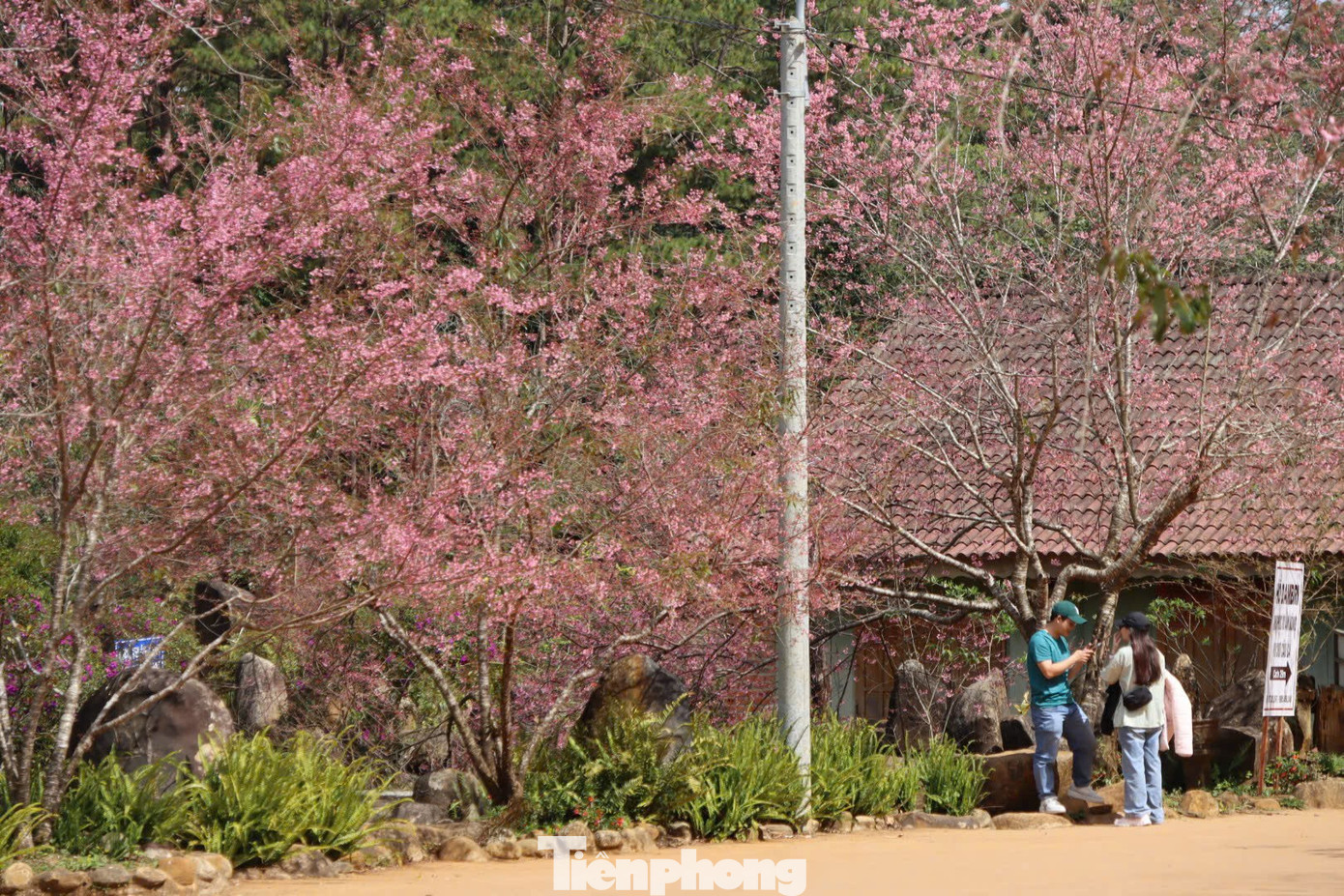 Hoa anh đ&agrave;o 'nhuộm hồng' Măng Đen- Ảnh 8.
