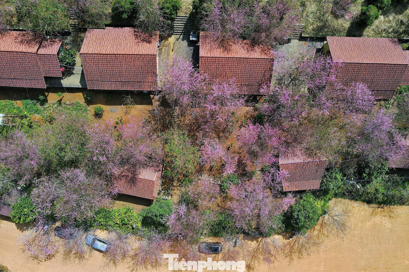 Hoa anh đ&agrave;o 'nhuộm hồng' Măng Đen- Ảnh 5.