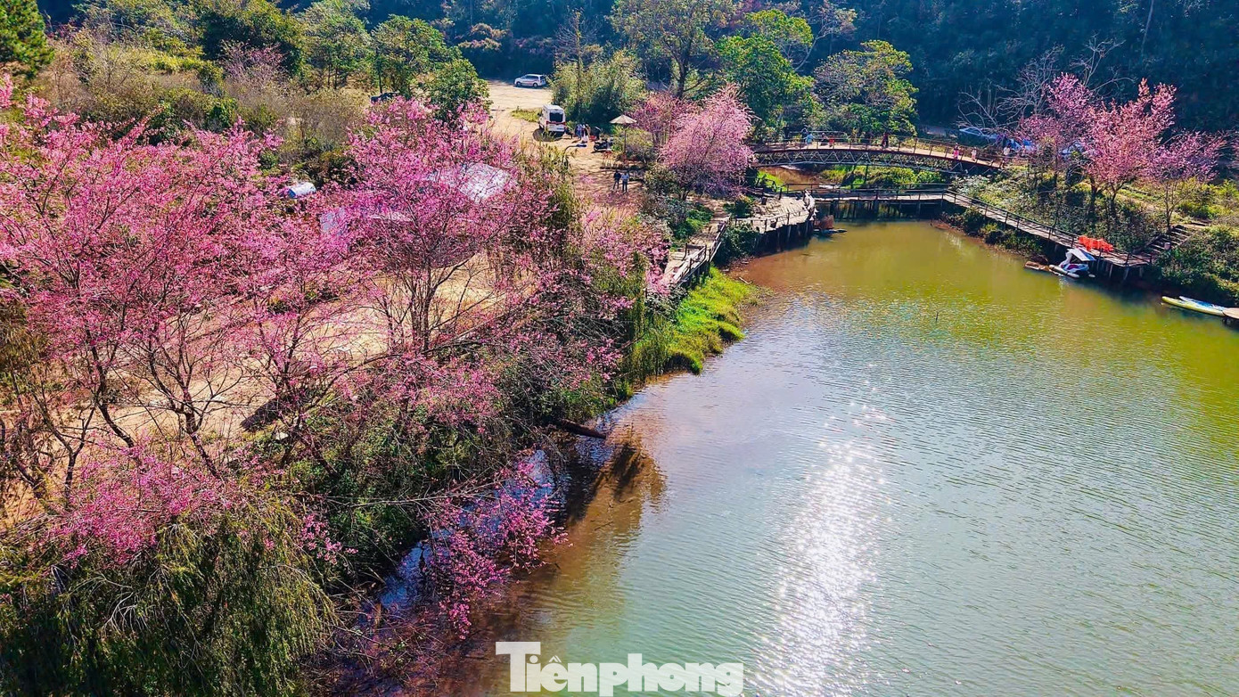 Hoa anh đ&agrave;o 'nhuộm hồng' Măng Đen- Ảnh 9.