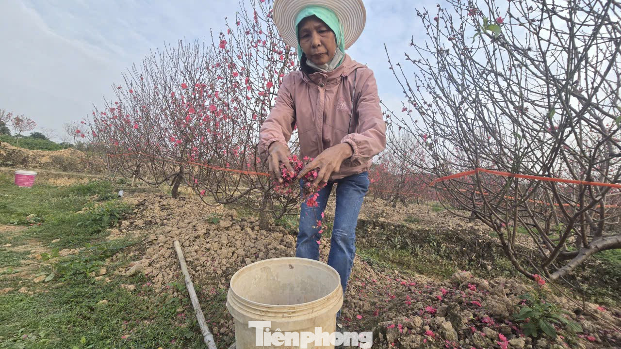 Cận Tết B&iacute;nh Ngọ, nh&agrave; vườn H&agrave; Nội 'n&iacute;n thở' chờ hoa nở đ&uacute;ng dịp- Ảnh 11.