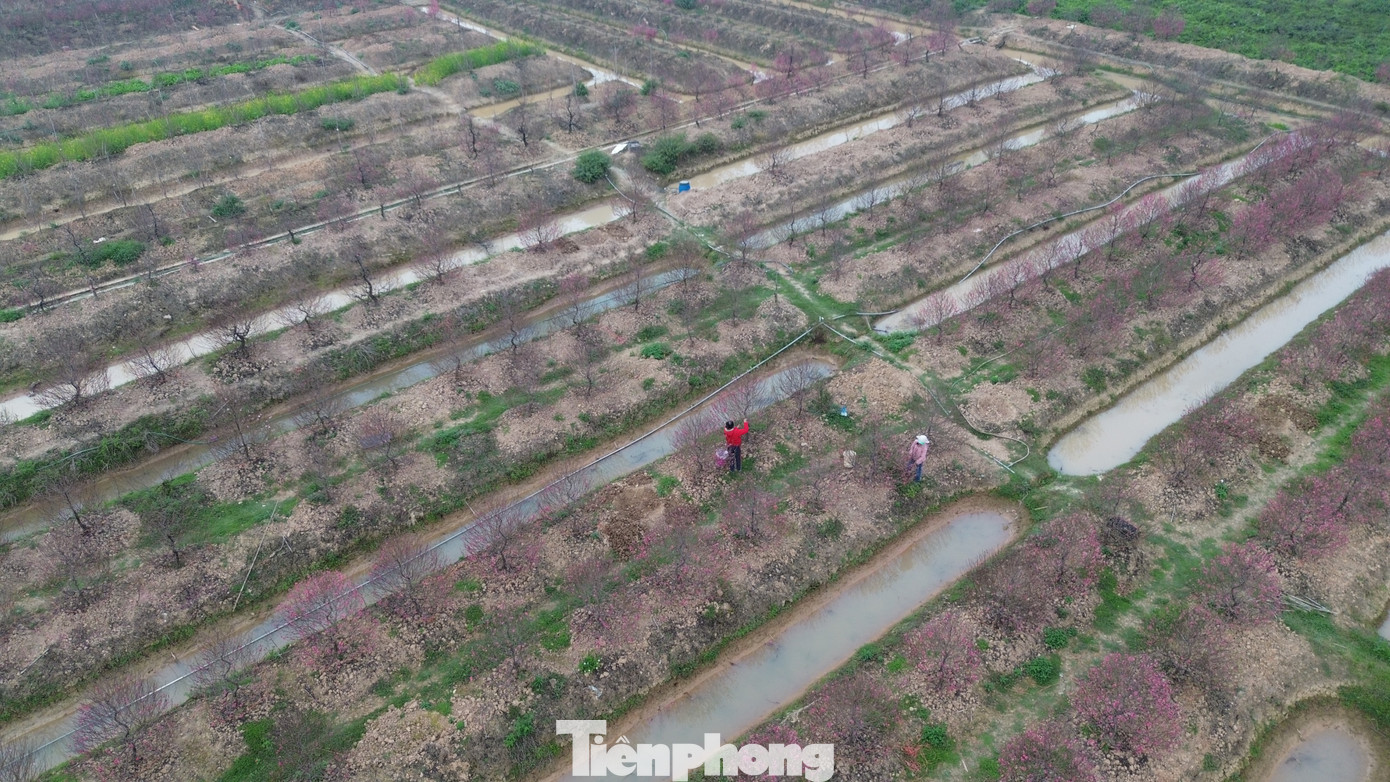 Cận Tết B&iacute;nh Ngọ, nh&agrave; vườn H&agrave; Nội 'n&iacute;n thở' chờ hoa nở đ&uacute;ng dịp- Ảnh 12.