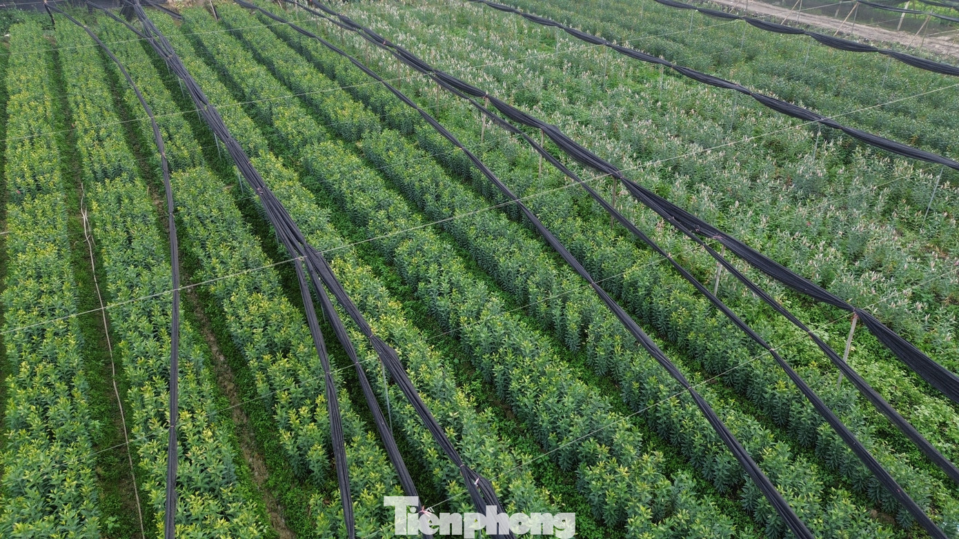 Cận Tết B&iacute;nh Ngọ, nh&agrave; vườn H&agrave; Nội 'n&iacute;n thở' chờ hoa nở đ&uacute;ng dịp- Ảnh 15.