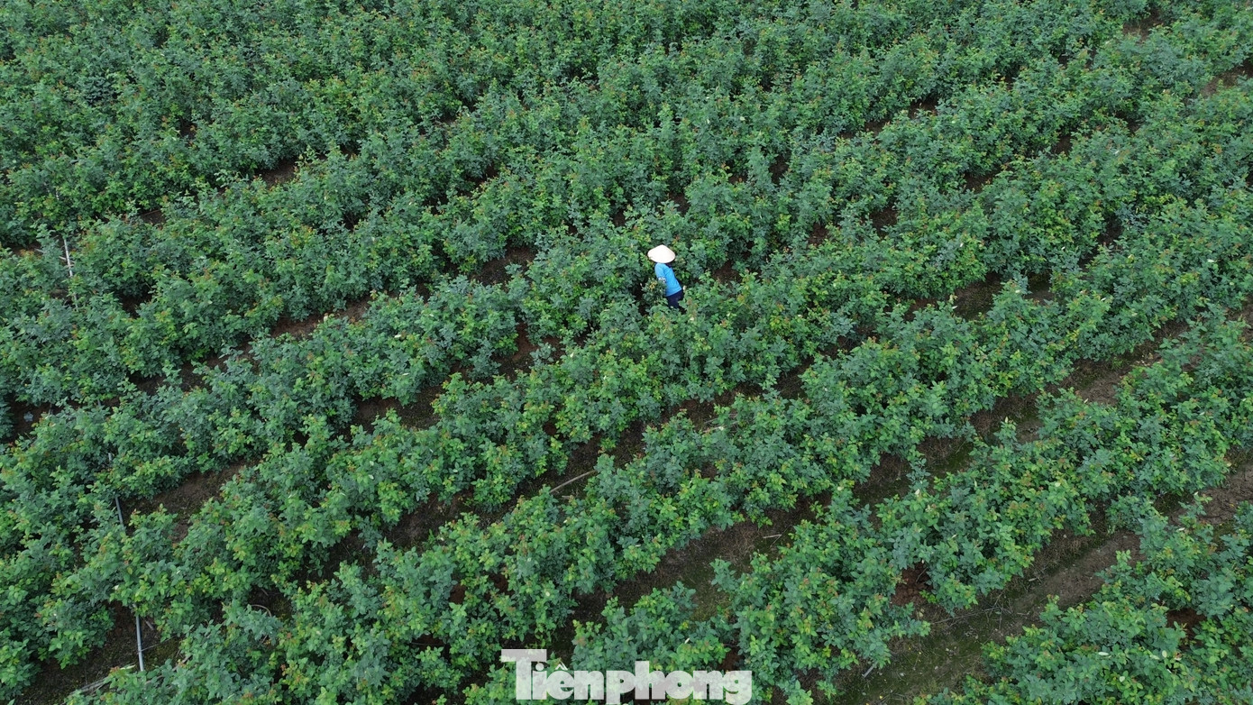 Cận Tết B&iacute;nh Ngọ, nh&agrave; vườn H&agrave; Nội 'n&iacute;n thở' chờ hoa nở đ&uacute;ng dịp- Ảnh 14.