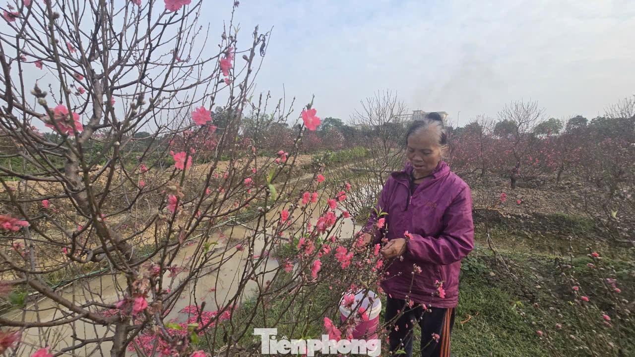 Cận Tết B&iacute;nh Ngọ, nh&agrave; vườn H&agrave; Nội 'n&iacute;n thở' chờ hoa nở đ&uacute;ng dịp- Ảnh 10.