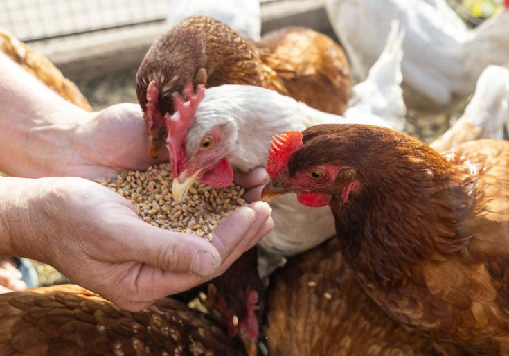 H&eacute; lộ 4 m&aacute;nh kh&oacute;e thường gặp khi mua trứng! Chỉ cần nhớ 2 điểm n&agrave;y bạn sẽ kh&ocirc;ng bị lừa- Ảnh 7.