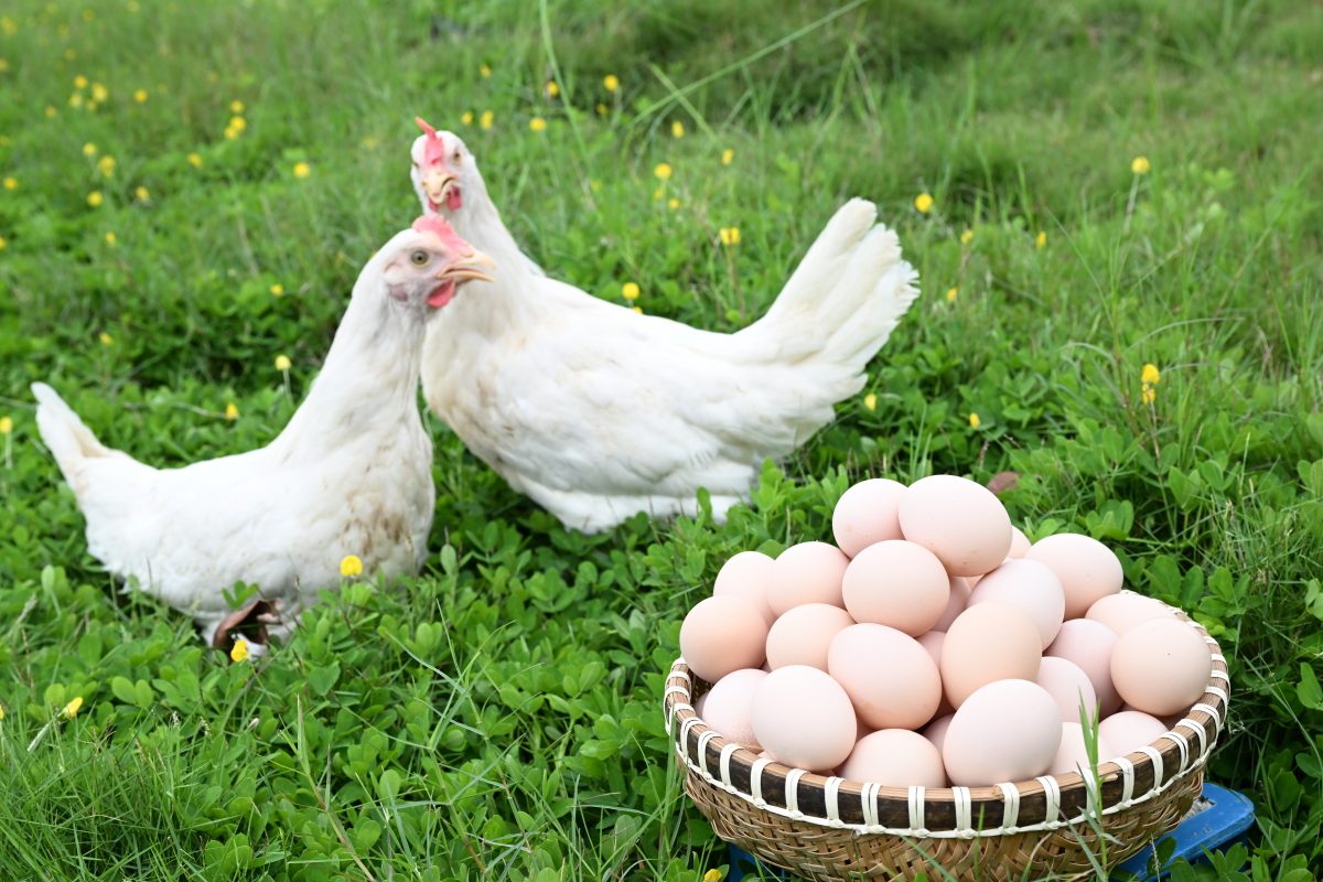 H&eacute; lộ 4 m&aacute;nh kh&oacute;e thường gặp khi mua trứng! Chỉ cần nhớ 2 điểm n&agrave;y bạn sẽ kh&ocirc;ng bị lừa- Ảnh 5.