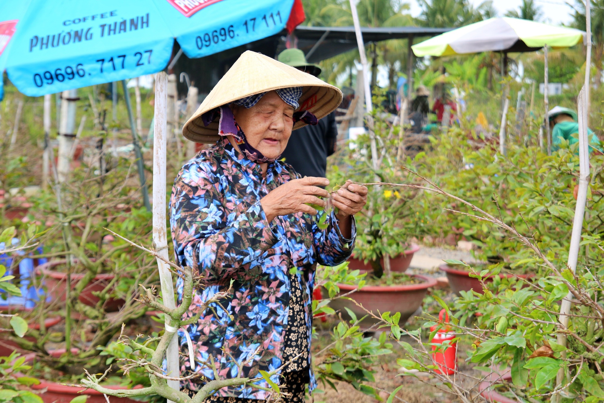 Bất ngờ với giống hoa Tết c&oacute; tới h&agrave;ng chục c&aacute;nh, được giới s&agrave;nh chơi đặc biệt săn đ&oacute;n- Ảnh 2.