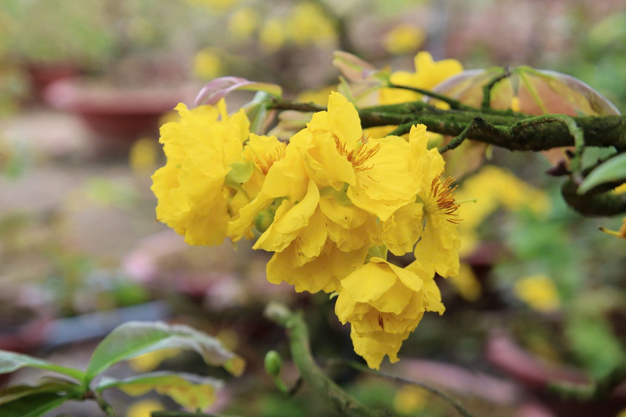 Bất ngờ với giống hoa Tết c&oacute; tới h&agrave;ng chục c&aacute;nh, được giới s&agrave;nh chơi đặc biệt săn đ&oacute;n- Ảnh 3.